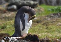 Yellow-eyed Penguin (Megadyptes antipodes)