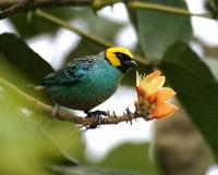 * Saffron Crowned Tanager