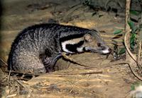 Indian Civet