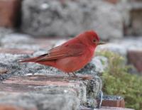 Summer Tanager-2.jpg