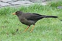 Mirla Negra - Great Thrush