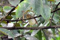 Zorzalito Boreal - Swainson's Thrush