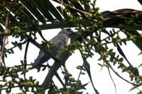 Sayaca  tanager