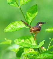 Ashy Prinia