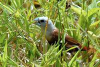 White-headed Munia (Lonchura maja)