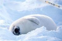Harp Seal (Phoca groenlandicus) photo