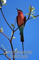 Southern Carmine Bee Eater ( Merops nubicoides ) stock photo