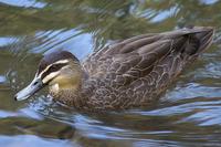 Pacific Black Duck