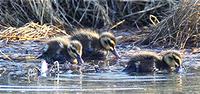 Pacific Black Ducklings