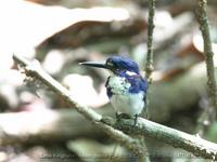 Little Kingfisher