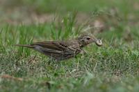 Name：	Oriental Tree-Pipit