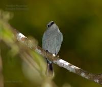 Verditer Flycatcher