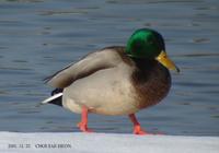 청둥오리 Mallard Anas platyrhynchos