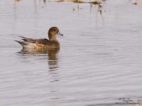 Eurasian Wigeon (female)