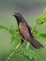 Lesser Coucal Centropus bengalensis