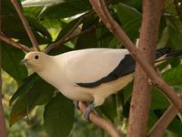 Pied Imperial Pigeon