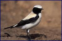 Desert Wheatear- Oenanthe deserti(Dick Forsman)