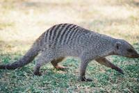 photo of a banded mongoose walking Mungus Mungo