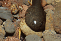 : Ascaphus truei; Tailed Frog