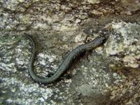 : Batrachoseps gabrieli; San Gabriel Mountains Slender Salamander