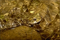 : Bufo boreas; Western Toad