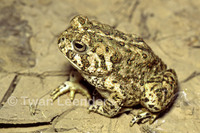 : Bufo cognatus; Great Plains Toad