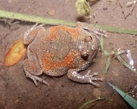 : Kaloula taprobanica; Sri Lankan Bullfrog