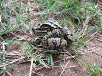 : Leptodactylus mystacinus; Mustached Frog