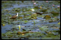 : Actophilornis africanus; African Jacana