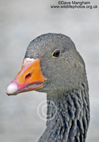 : Anser anser ssp. anser; Western Greylag Goose