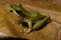 : Rana raniceps