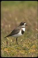 : Charadrius falklandicus; Falkland Island Two Banded Plover