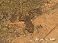 : Xenopus longipes; Clawed Frog
