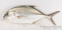 : Caranx ignobilis