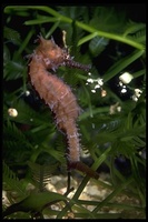 : Hippocampus sp.; Seahorse