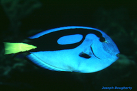 : Paracanthurus hepatus; Blue Tang