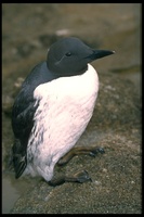 : Uria aalge; Common Murre