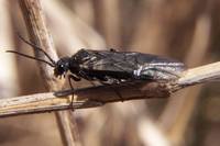 : Dolerus nitens; Sawfly