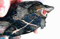 : Sternotherus odoratus; Common Musk Turtle