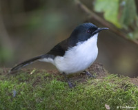 Dark-backed Sibia