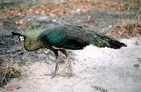 Green Peafowl