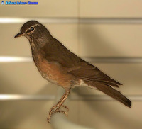 흰눈썹붉은배지빠귀 Turdus obscurus