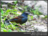 Prunella immaculate Maroon-backed Accentor 栗背岩鷚 119-034