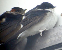 Northern House Martin Delichon urbica lagopoda, April 20 2003.