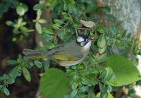 Light-vented Bulbul » Pycnonotus sinensis