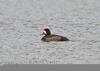 Greater Scaup (Aythya marila)