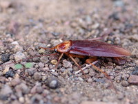 Periplaneta brunnea - Brown Cockroach