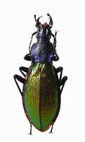 Carabus hispanus
