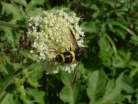 Chrysotoxum bicinctum