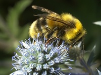 Bombus subterraneus